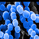 A microscopic image showing clusters of round, blue-colored bacteria against a dark background. The spherical shapes appear to be connected in chains or groups.
