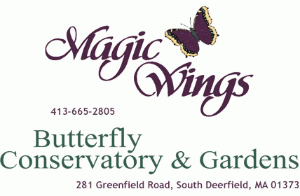 Logo for Magic Wings Butterfly Conservatory & Gardens, featuring a butterfly illustration and contact details: 413-665-2805, 281 Greenfield Road, South Deerfield, MA 01373.